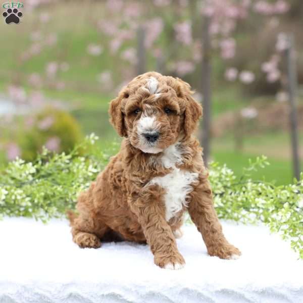 Carter, Mini Goldendoodle Puppy